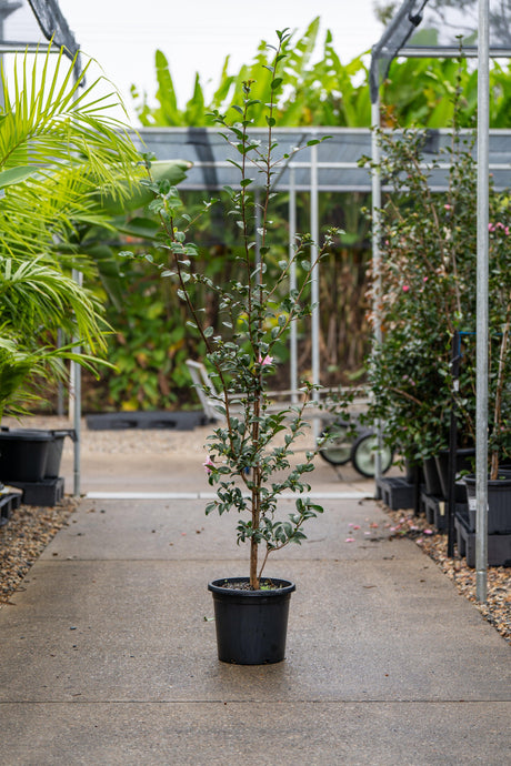 Jennifer Susan Camellia - Camellia sasanqua 'Jennifer Susan' - Brisbane Plant Nursery