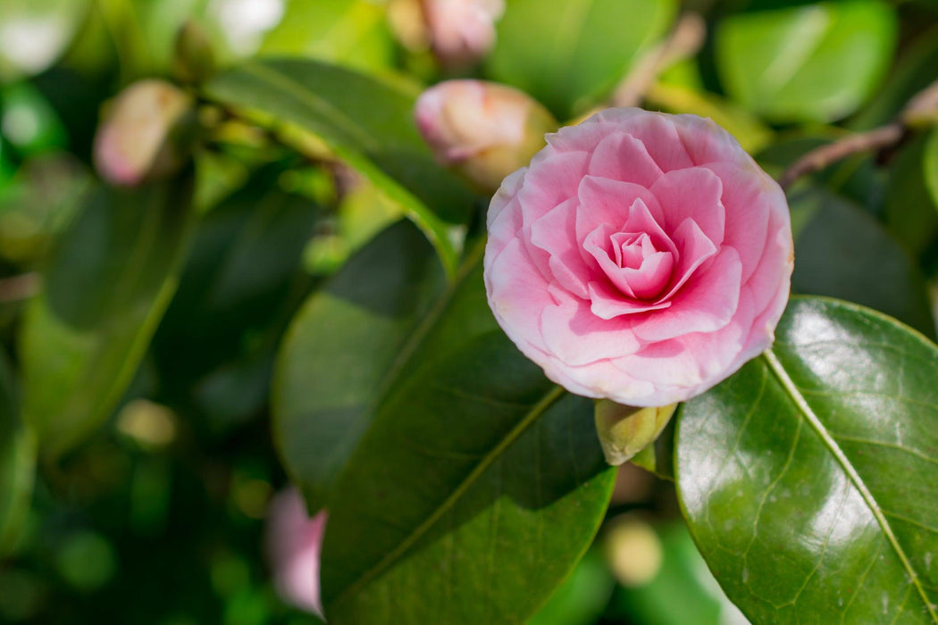 Camellias – Brisbane Plant Nursery