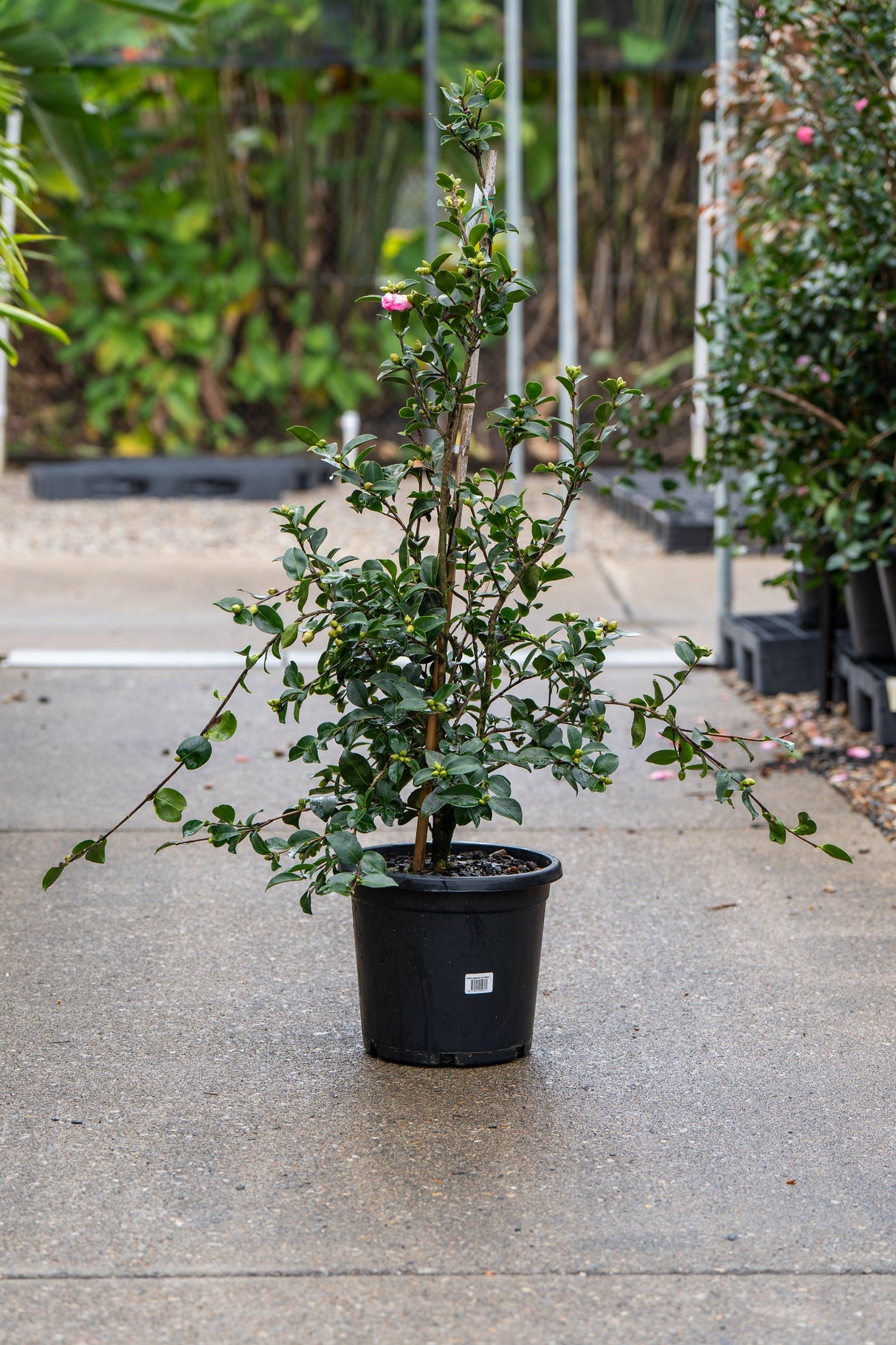 Plantation Pink Camellia - Camellia sasanqua 'Plantation Pink' - Brisbane Plant Nursery