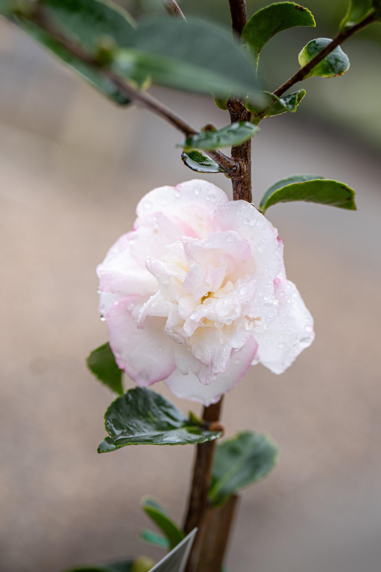 Pure Silk Camellia - Camellia sasanqua 'Pure Silk' - Brisbane Plant Nursery