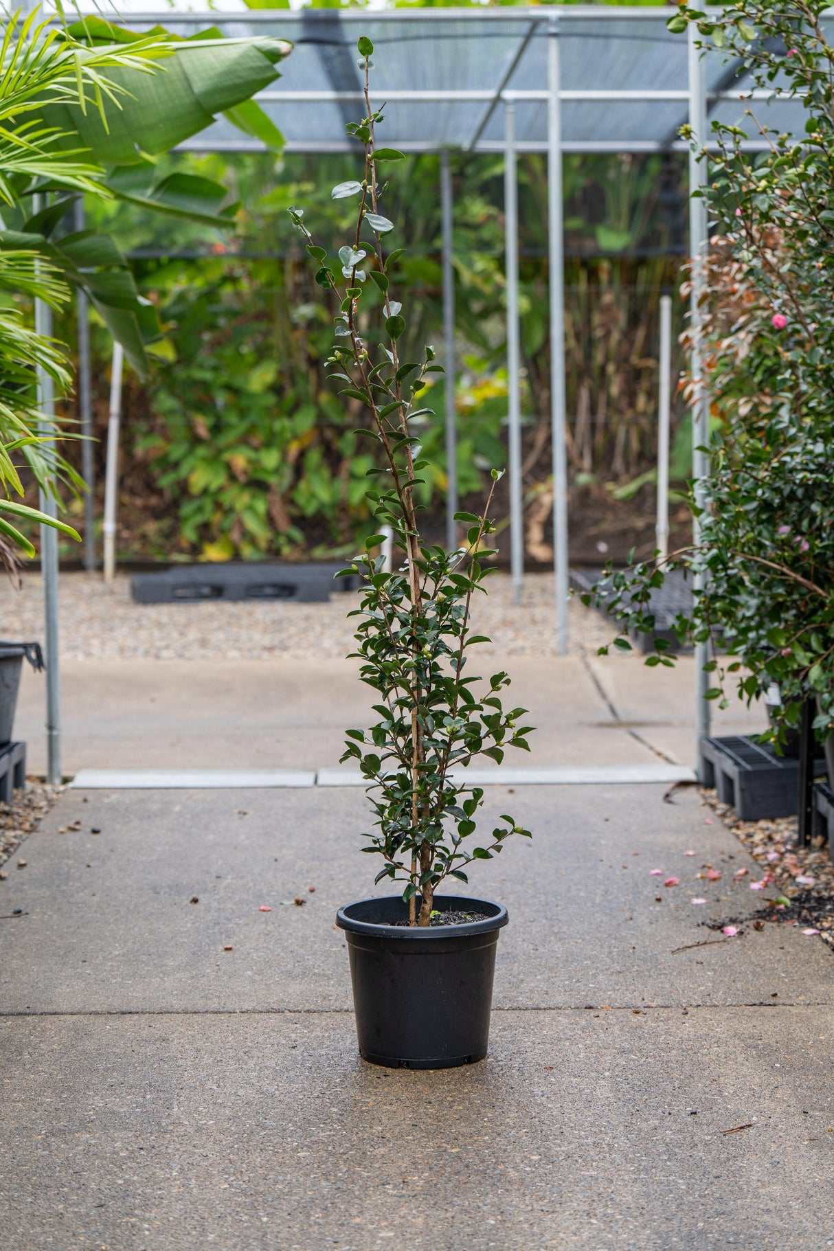 Pure Silk Camellia - Camellia sasanqua 'Pure Silk' - Brisbane Plant Nursery