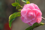 Shell Pink Camellia - Camellia sasanqua 'Shell Pink' - Brisbane Plant Nursery