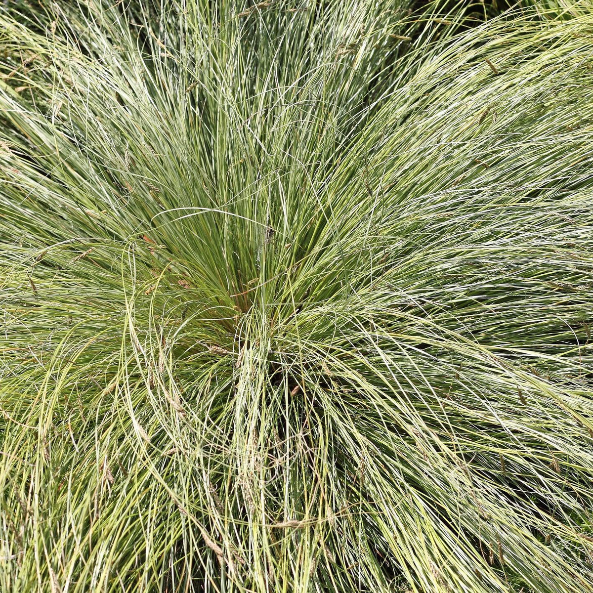 Tall Sledge Grass - Carex appressa – Brisbane Plant Nursery