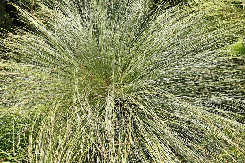 Carex appressa 'Tall sledge' – Brisbane Plant Nursery