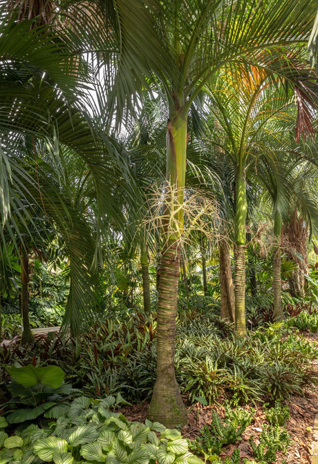 Carpoxylon Palm - Carpoxylon macrospermum - Brisbane Plant Nursery