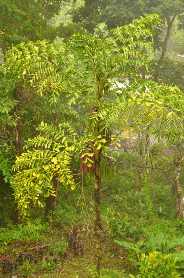 Fishtail Palm - Caryota mitis - Brisbane Plant Nursery