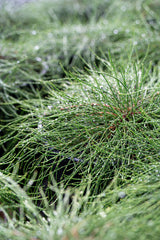 Cousin It - Casuarina glauca - Brisbane Plant Nursery