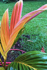 Houailou Palm - Chambeyronia houailouensis - Brisbane Plant Nursery