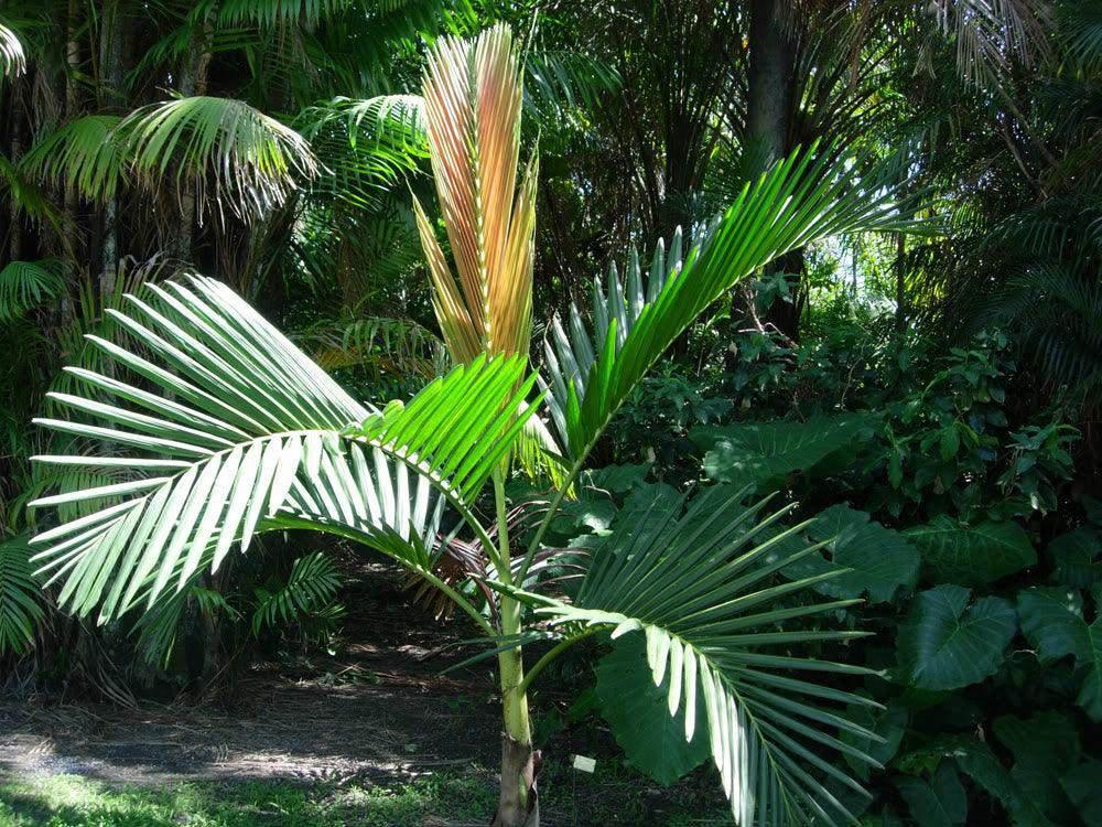 Houailou Palm - Chambeyronia houailouensis - Brisbane Plant Nursery