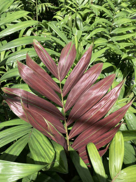 Chambeyronia macrocarpa hookerii - Brisbane Plant Nursery