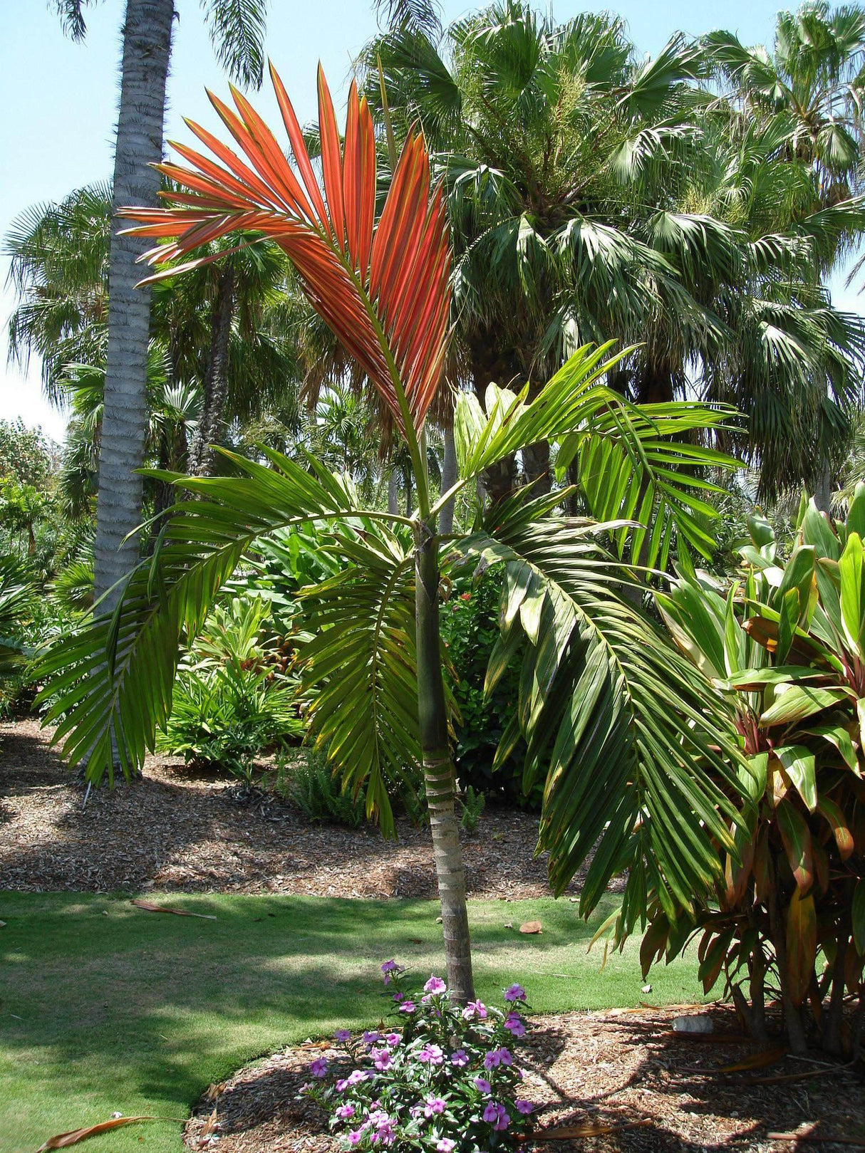 Chambeyronia macrocarpa - Brisbane Plant Nursery