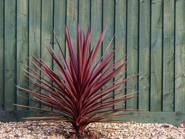 Red Sensation Cordyline - Cordyline australis 'Red Sensation' - Brisbane Plant Nursery