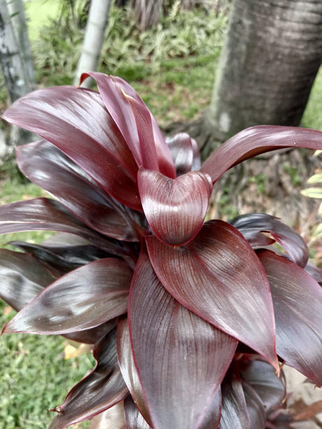 Negra Cordyline - Cordyline fruticosa 'Negra' - Brisbane Plant Nursery