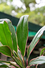 Pink Diamond Cordyline - Cordyline fruticosa 'Pink Diamond' - Brisbane Plant Nursery