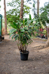 Pink Diamond Cordyline - Cordyline fruticosa 'Pink Diamond' - Brisbane Plant Nursery