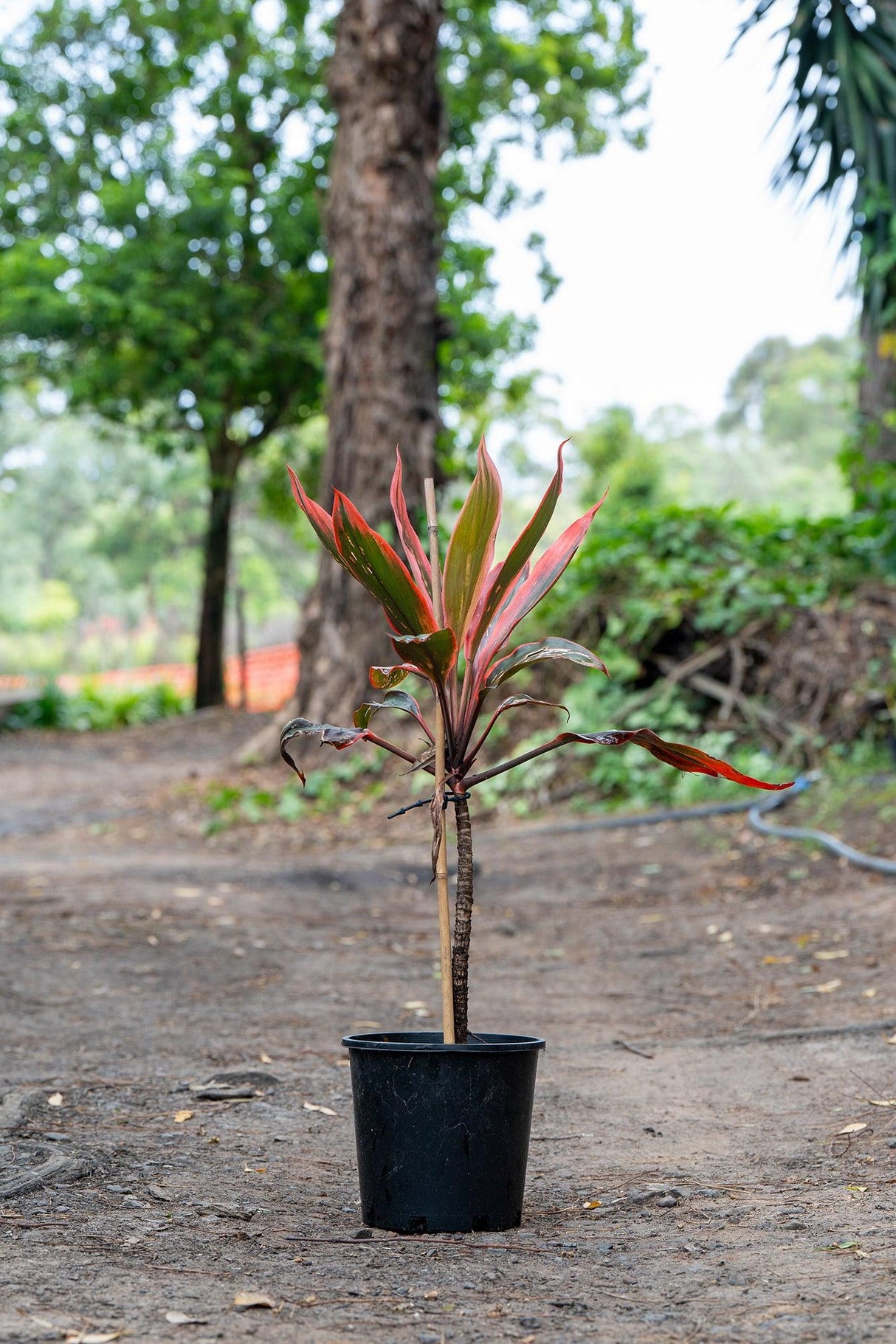 Tangelo Cordyline - Cordyline fruticosa 'Tangelo' - Brisbane Plant Nursery