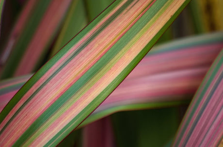 Stricta Cordyline - Cordyline stricta - Brisbane Plant Nursery