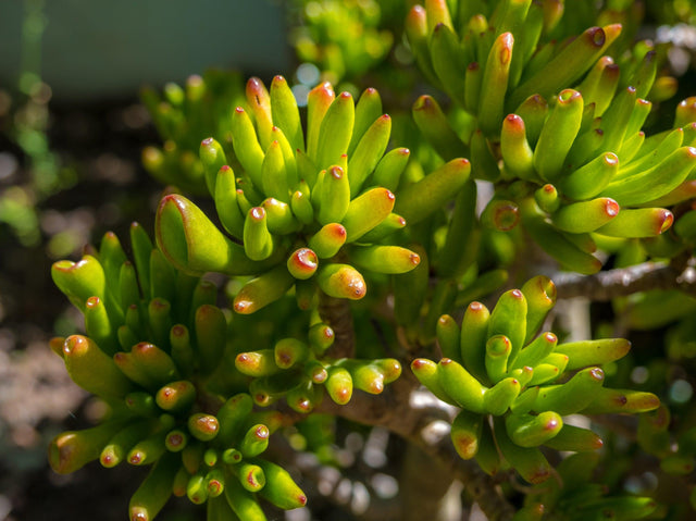 Gollum Jade - Crassula ‘Gollum’ - Brisbane Plant Nursery