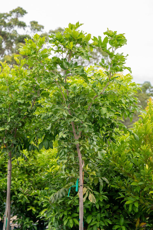 Tuckeroo Tree - Cupaniopsis anacardioides - Brisbane Plant Nursery