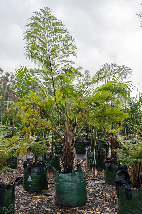 Fern Tree - Cyathea cooperi - Brisbane Plant Nursery