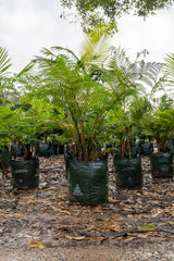 Fern Tree - Cyathea cooperi - Brisbane Plant Nursery