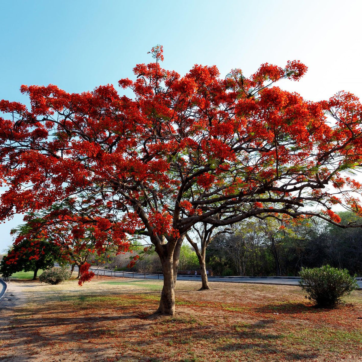 Delonix regia 'Royal Poinciana' – Brisbane Plant Nursery