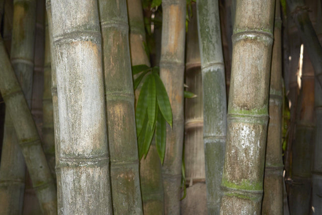 Dendrocalamus Minor Amoenus - Dendrocalamus minor amoenus - Brisbane Plant Nursery