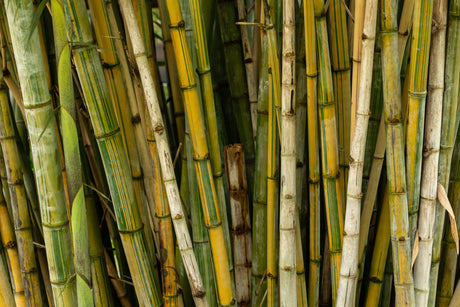 Ghost Bamboo - Dendrocalamus minor - Brisbane Plant Nursery