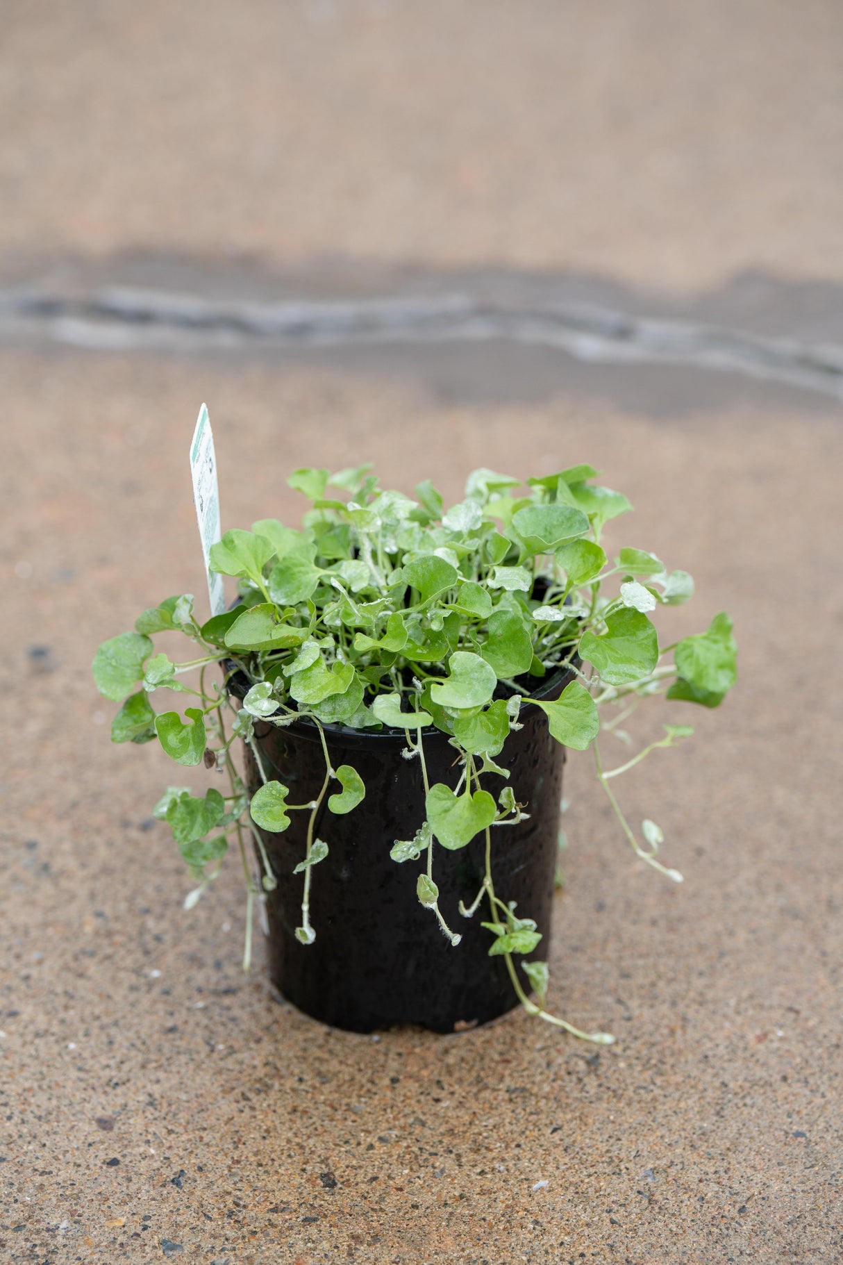 Silver Falls Dichondra - Dichondra argentea - Brisbane Plant Nursery