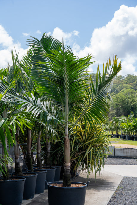 Hurricane Palm - Dictyosperma album - Brisbane Plant Nursery