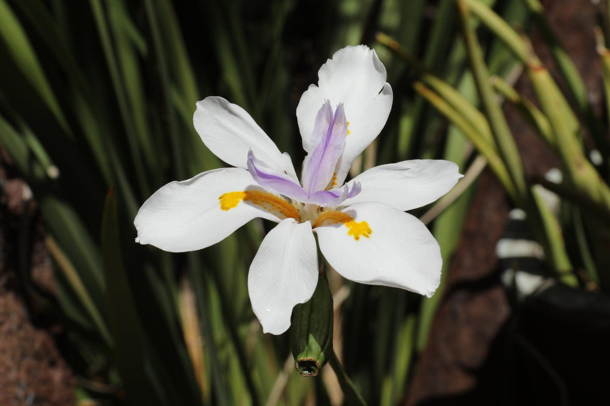 Dietes grandiflora 'Fairy Iris' - Brisbane Plant Nursery