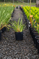 Dietes grandiflora 'Fairy Iris' - Brisbane Plant Nursery