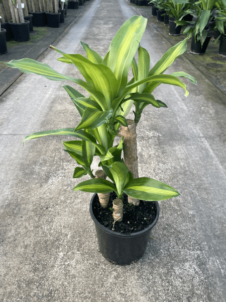 Multi-planted Corn Plant - Dracaena fragrans 'Massangeana' - Brisbane Plant Nursery