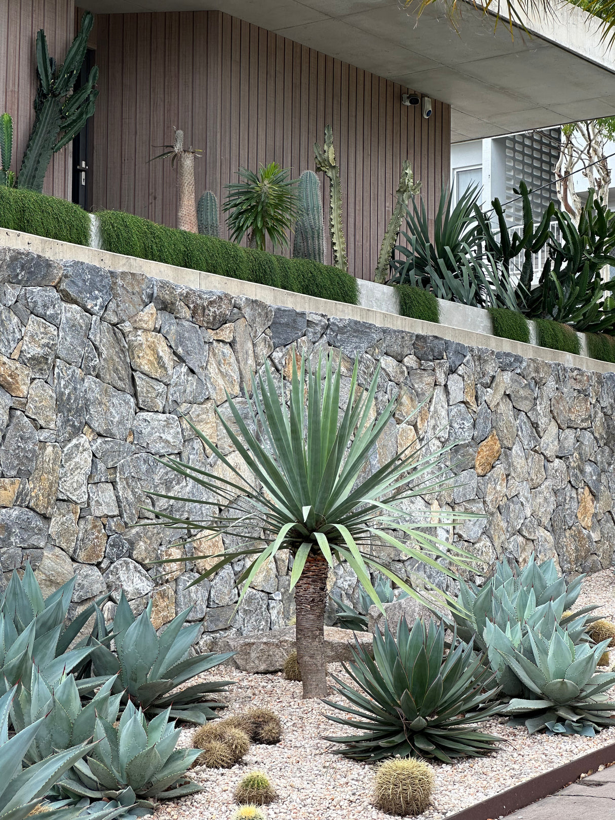 Dragon Tree - Dracaena draco