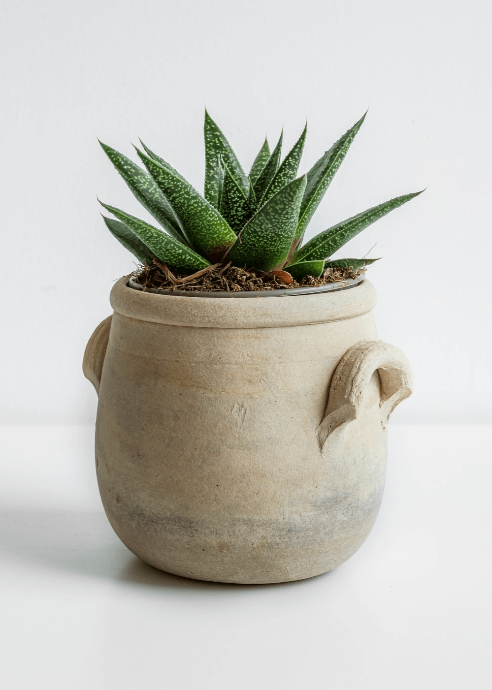 Flow Gasteria - Gasteria 'Flow' - Brisbane Plant Nursery