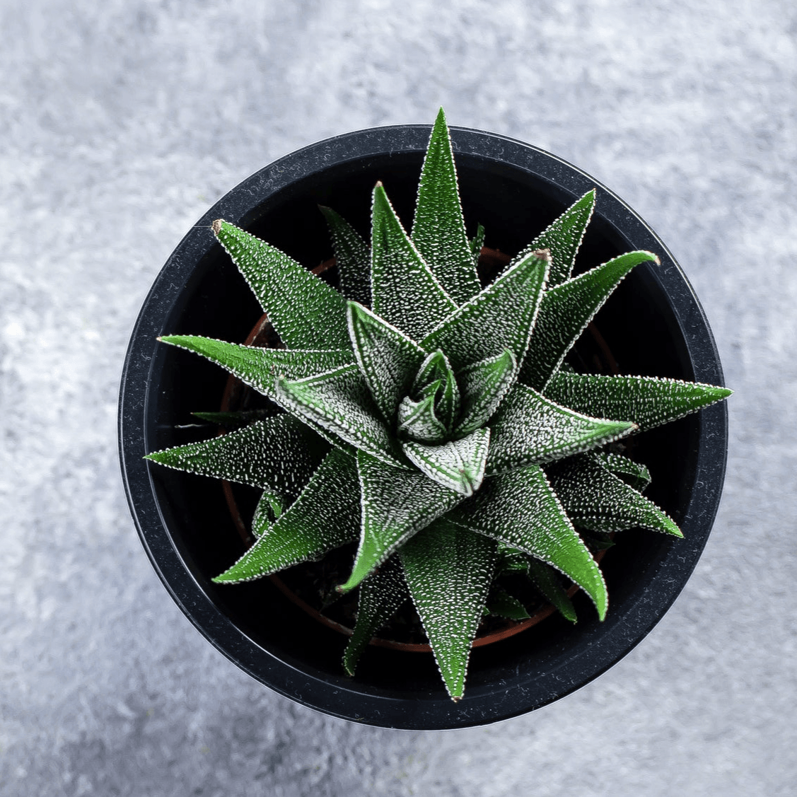 Veined Haworthia - Haworthia tessellata - Brisbane Plant Nursery