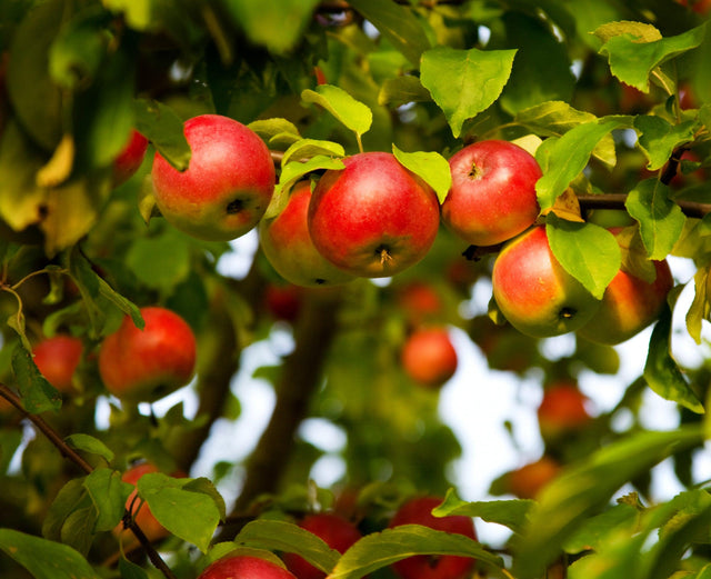 Anna Apple Tree - Malus domestica 'Anna' - Brisbane Plant Nursery