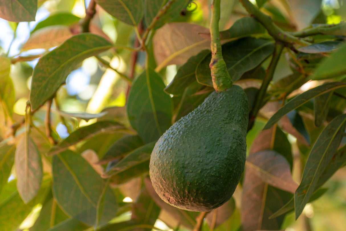 Shepard Avocado Tree - Persea americana 'Shepard' - Brisbane Plant Nursery