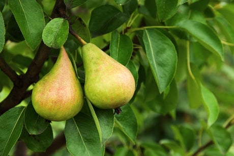 Sunshine Nashi Pear Tree - Pyrus pyrifolia 'Sunshu Sunshine' - Brisbane Plant Nursery