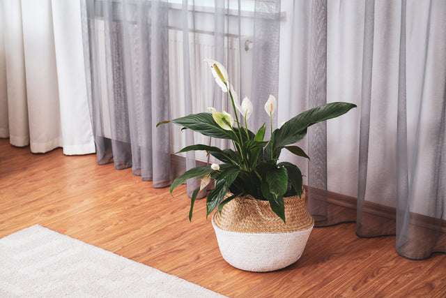 Sensation Peace Lily - Spathiphyllum 'Sensation' - Brisbane Plant Nursery