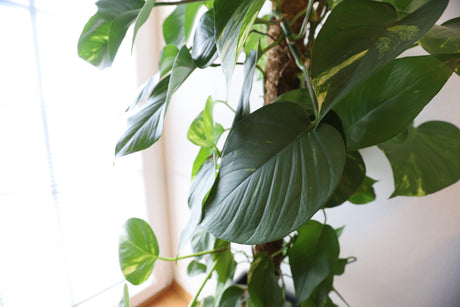 Heartleaf Philodendron - Philodendron cordatum - Brisbane Plant Nursery