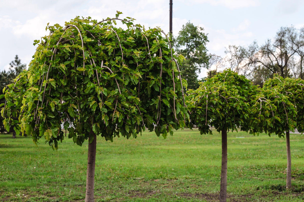 Weeping Mulberry Standards - Morus alba 'Pendula' - Brisbane Plant Nursery