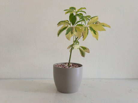 Variegated Dwarf Umbrella Tree - Schefflera arboricola 'Variegata' - Brisbane Plant Nursery