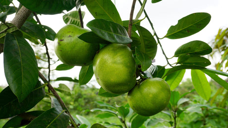 Chocolate Persimmon Tree - Black Sapote Tahiti Diospyros nigra - Brisbane Plant Nursery