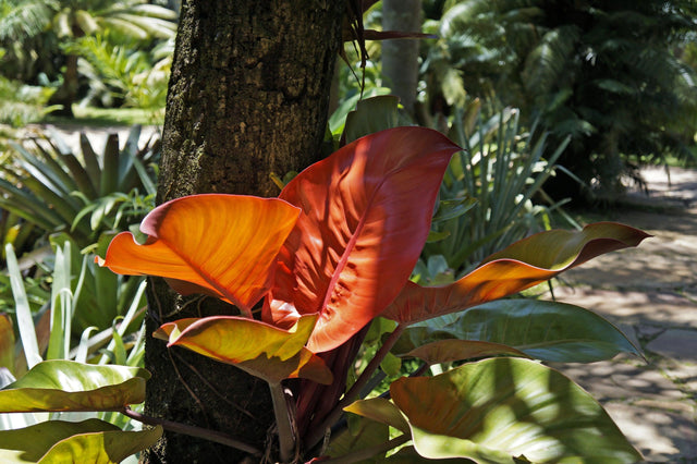 Blushing Philodendron - Philodendron erubescens - Brisbane Plant Nursery