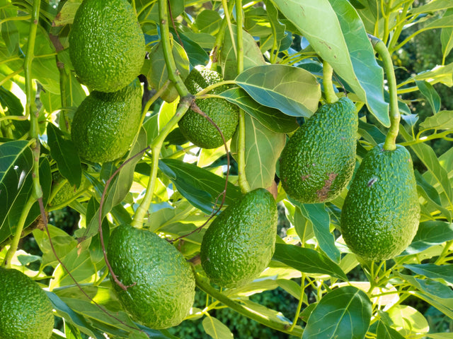 Hass Avocado Tree - Persea americana 'Hass' - Brisbane Plant Nursery