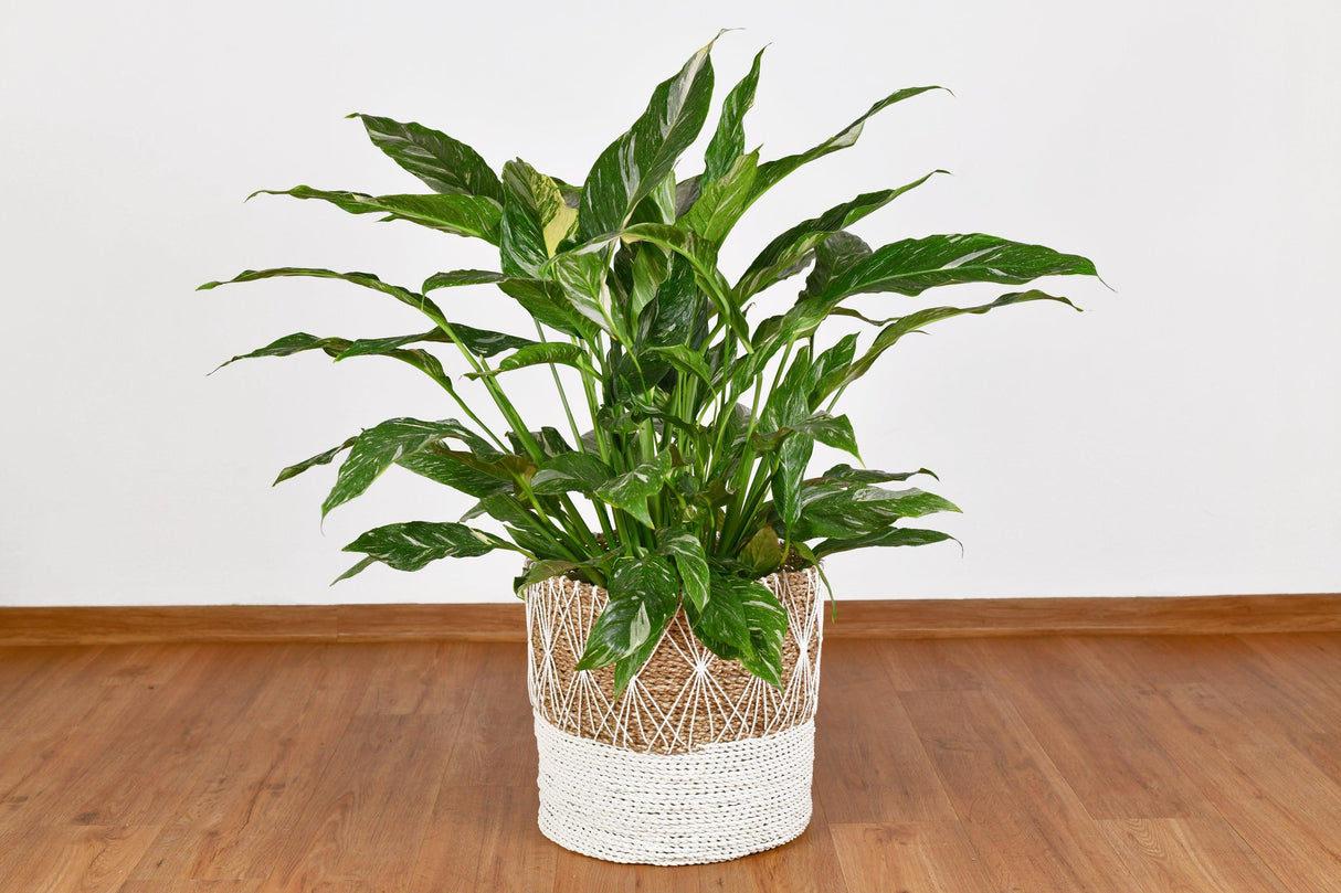 Variegated Sensation Peace Lily - Spathiphyllum 'Sensation Variegated' - Brisbane Plant Nursery