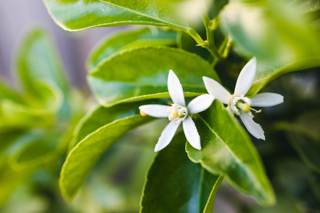 Tahitian Lime Tree - Citrus latifolia 'Tahitian' - Brisbane Plant Nursery