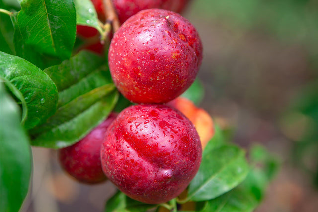 Sunbob Nectarine Tree - Prunus persica var. nucipersica 'Sunbob' - Brisbane Plant Nursery