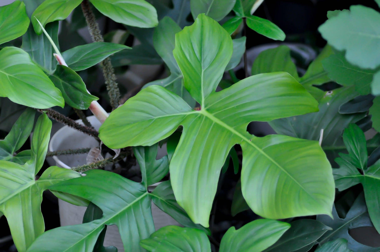 Red Hairy Philodendron - Philodendron squamiferum - Brisbane Plant Nursery